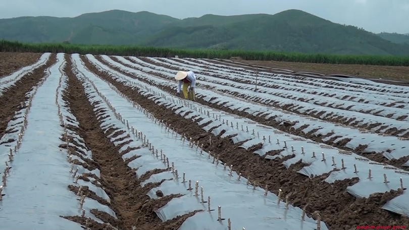 Phú Yên: Trồng sắn phủ bạt cho năng suất cao gấp hơn 2 lần Phú Yên: Trồng sắn phủ bạt cho năng suất cao gấp hơn 2 lần