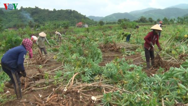 Description: Giá sắn nguyên liệu tăng cao, nông dân phấn khởi - Ảnh 1.